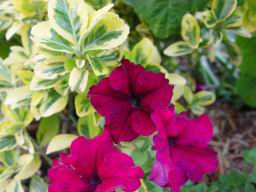 Flowers purple 2.JPG